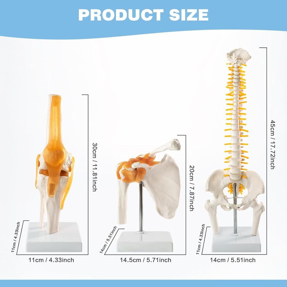 Modelo anatómico humano para educación médica, modelo de articulación trinuclear, escala 1:1 para rodilla, hombro, columna vertebral, pelvis, ideal para introducción al paciente y terapia física