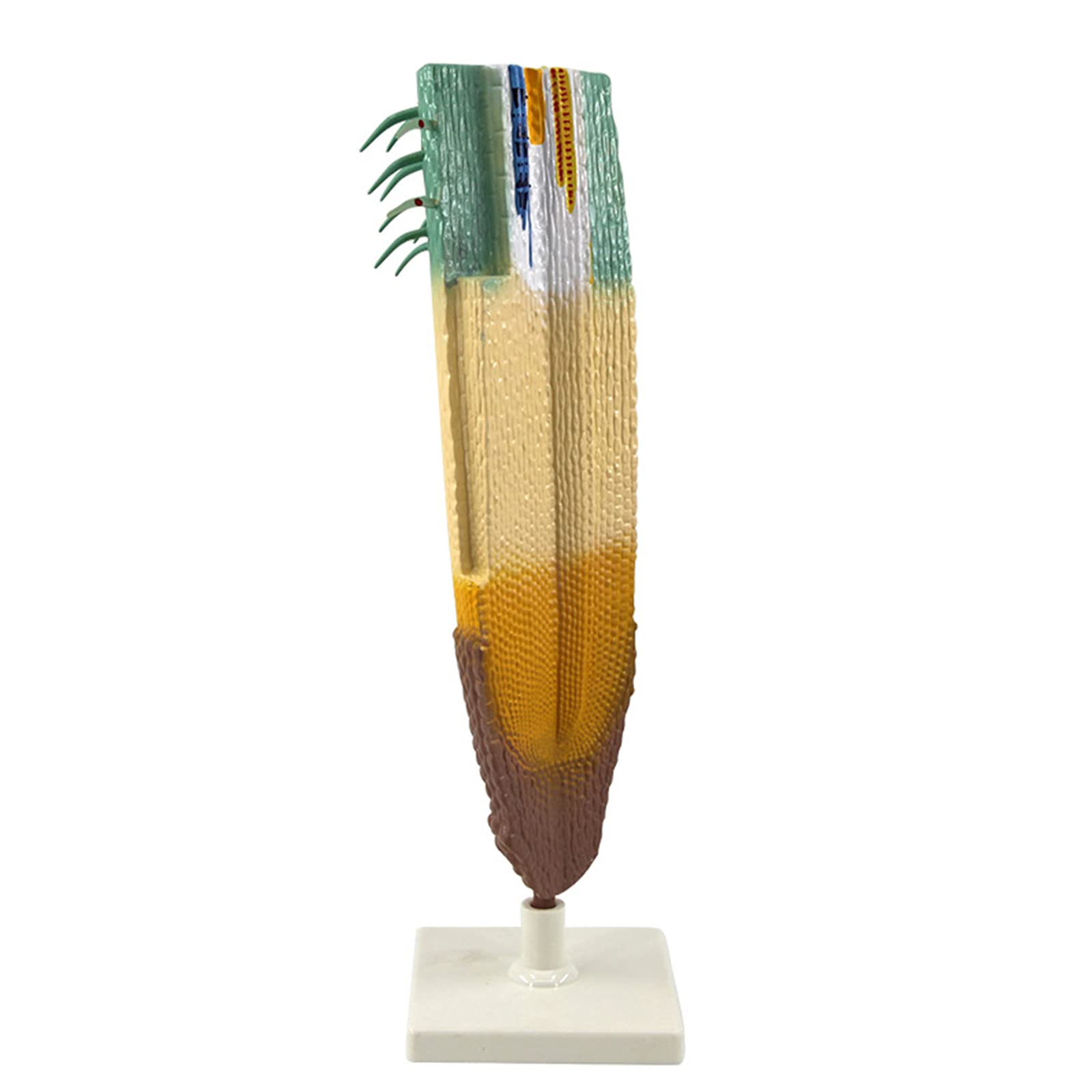 Jfgctyhxy One Color Anatomy Models, Anatomical Root Longitudinal Section Modelplant Model Plant For Biological Teaching Science