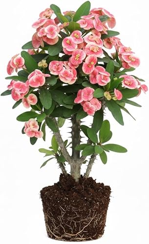 Miniatura 5 de Pink Euphorbia Milii - Planta viva de corona de espinas  4 a 8 pulgadas de alto, planta decorativa fácil de cultivar para interiores o exteriores,
