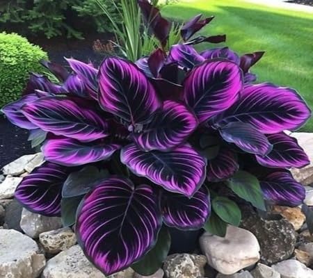 Caladium Plant Seeds 80pcs Purple Black