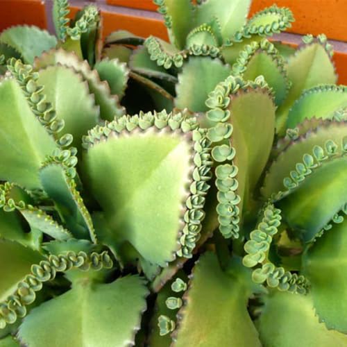 Genérico, Muda de Aranto 20 a 40cm AMK - Plantas Online