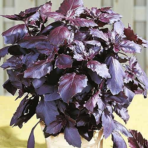Miniatura 3 de 300+ Albahaca morada ornamental de interior - Hierba