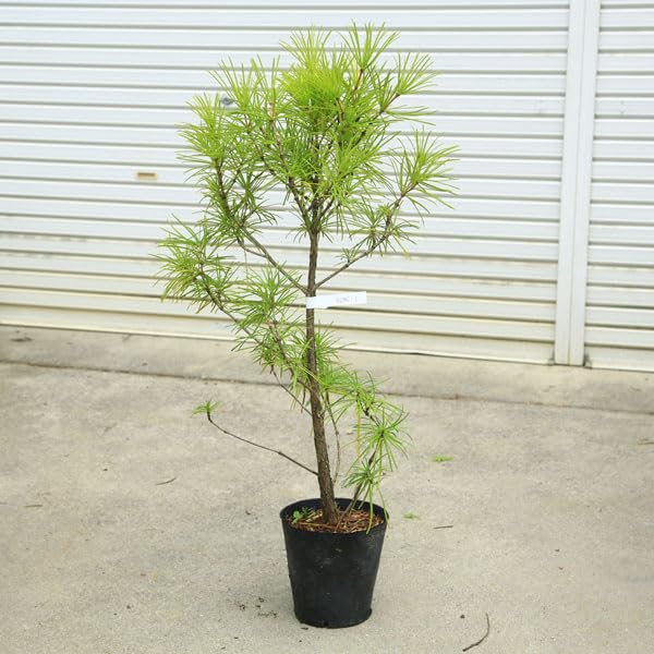 Amazon.co.jp: 庭木：コウヤマキ（こうやまき）高野槇* 樹高：約90cm