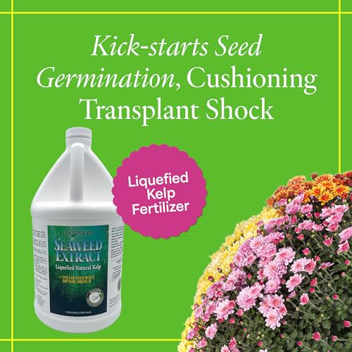 Image of Grow More Liquified Seaweed Extract Fertilizer for Plants - 128oz (1 Gallon) of Liquefied Natural Liquid Kelp Fertilizer - 11% Organic Kelp Plant Food for Transplant Protection & Root Development