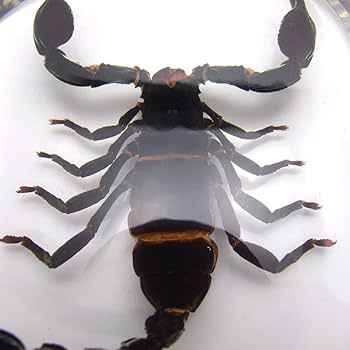 レッドクロースコーピオン 立体標本 レッドクロースコーピオン