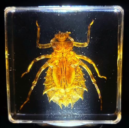 Image of 38mm Real Dragonfly Larva in Crystal Clear Lucite Resin Specimen Preserved Insect Beetle Taxidermy Crafts Collection for Biology Science Education & Desk Ornament Display