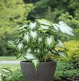 Superior Quality: Sourced from the finest growers, these seeds ensure superior qaulity and growth.