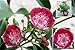 Produktbild Lorbeerrose - Berglorbeer Heart of Fire - Kalmia latifolia Heart of Fire - 30-40cm
