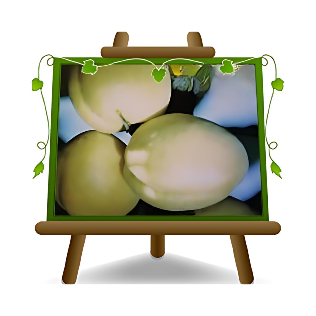 Albicocco Tardiva di Picciola Pianta da Frutto età 4 anni | Varietà tardiva Autofertile - Vaso 26 cm Altezza 180~200 cm