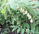 Live Plant - 10 Polygonatum True Solomons Biflorum Transplants Seal Plants Organic