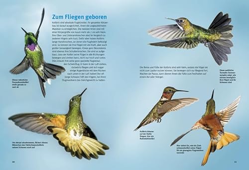 Entdecke die Kolibris: 21