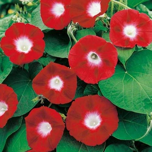 See full amazon price history chart for Golden Hills Farm® (AVG 50-500) seeds Ipomea Scarlet Morning Glory O Hara Hybrid Summer Flower Seed Golden Hills Farm® (AVG 50-500) seeds Ipomea Scarlet Morning Glory O Hara Hybrid Summer Flower Seed (B084N81K6R) Amazon Price History, Amazon Price Tracker
