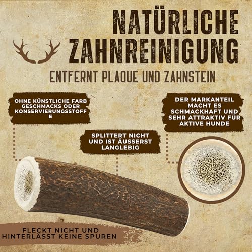 Hirschgeweih Hund – Kaustab Naturkauer | Zahnpflege | Ohne Zusatzstoffe – Kira&Gara® (L · 101-150g · 1 Stück) – Ansicht 5