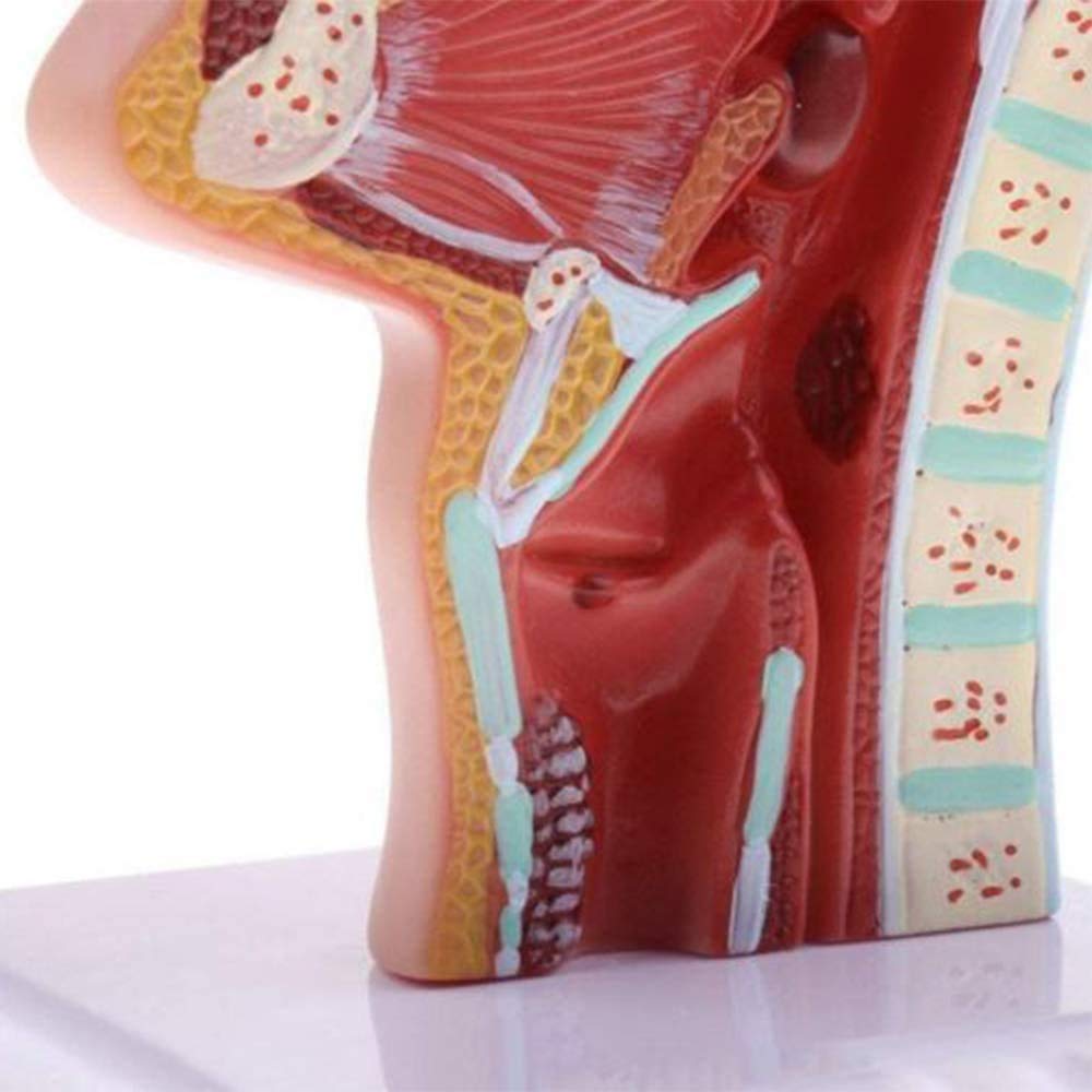 Nasale Gola Modello, Organo anatomico, laryngopharynx nasale cavità longitudinale Sezione, Usato per Forniture mediche Laboratorio didattico