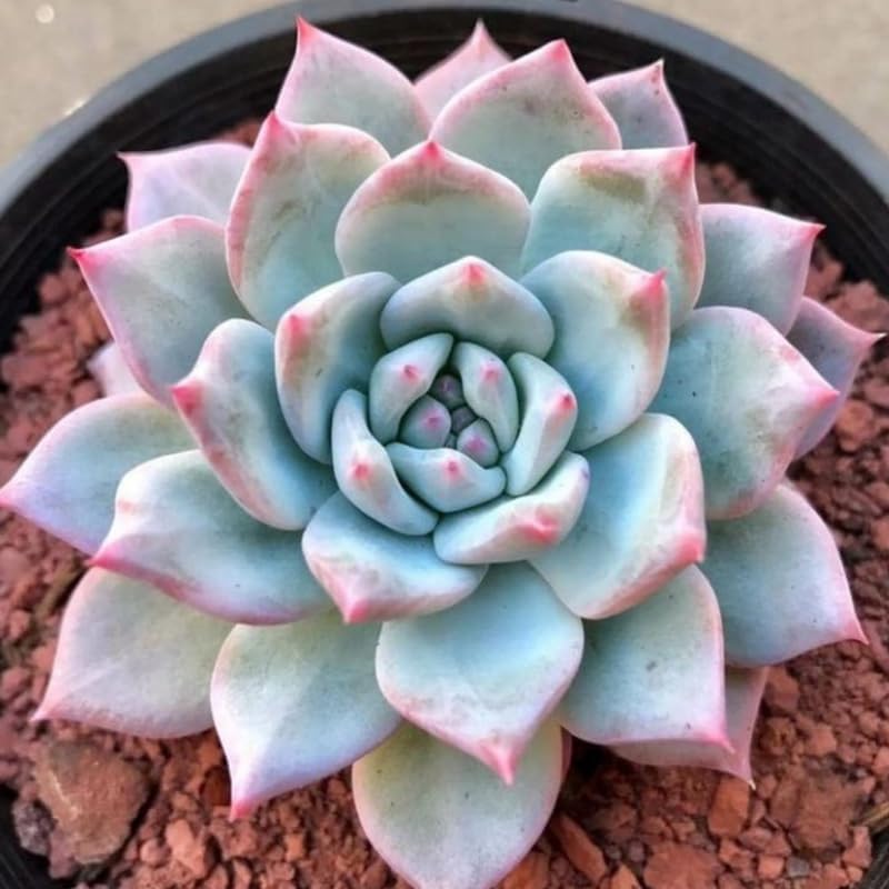 Miniatura 5 de Echeveria Suculents Plantas vivas para cultivar, suculentas de Echeveria vivas, plantas de Echeveria vivas, suculentas de Echeveria viva, pájaro