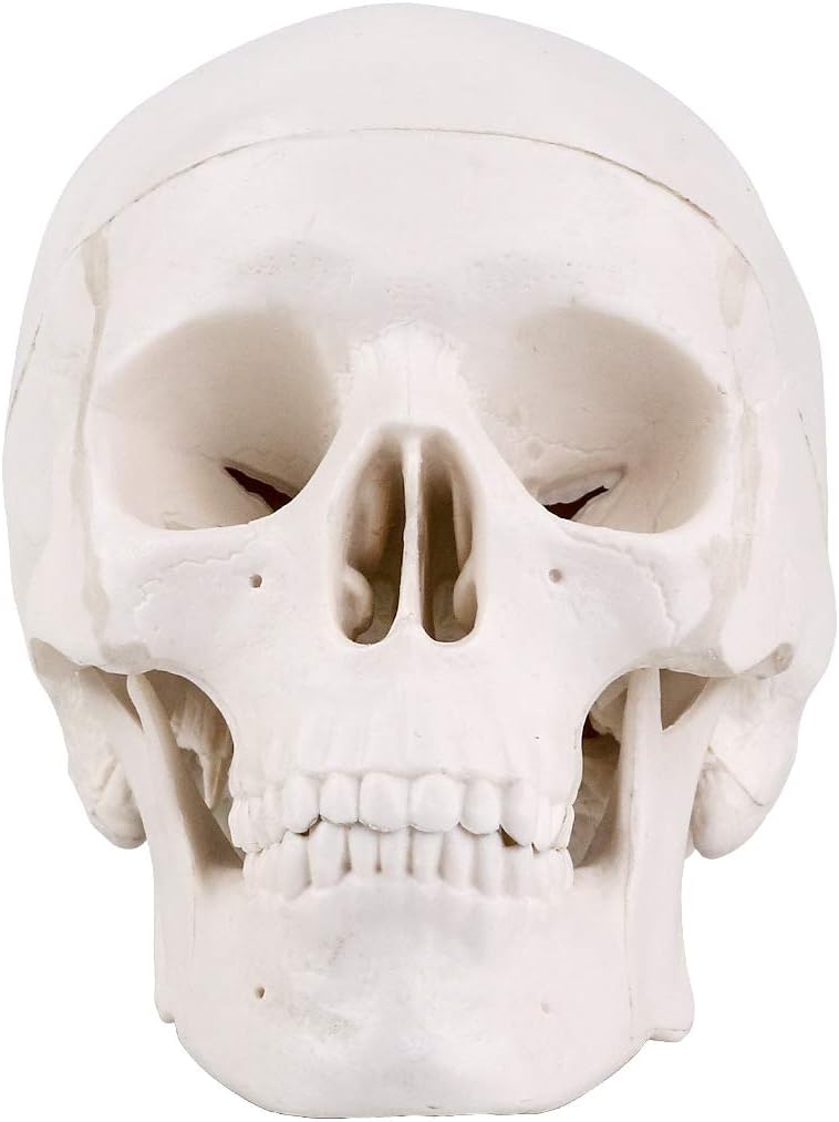 Mini Skull Model - 3 Parts Small Size Human Anatomical Anatomy Medical Teaching Skeleton Head Studying