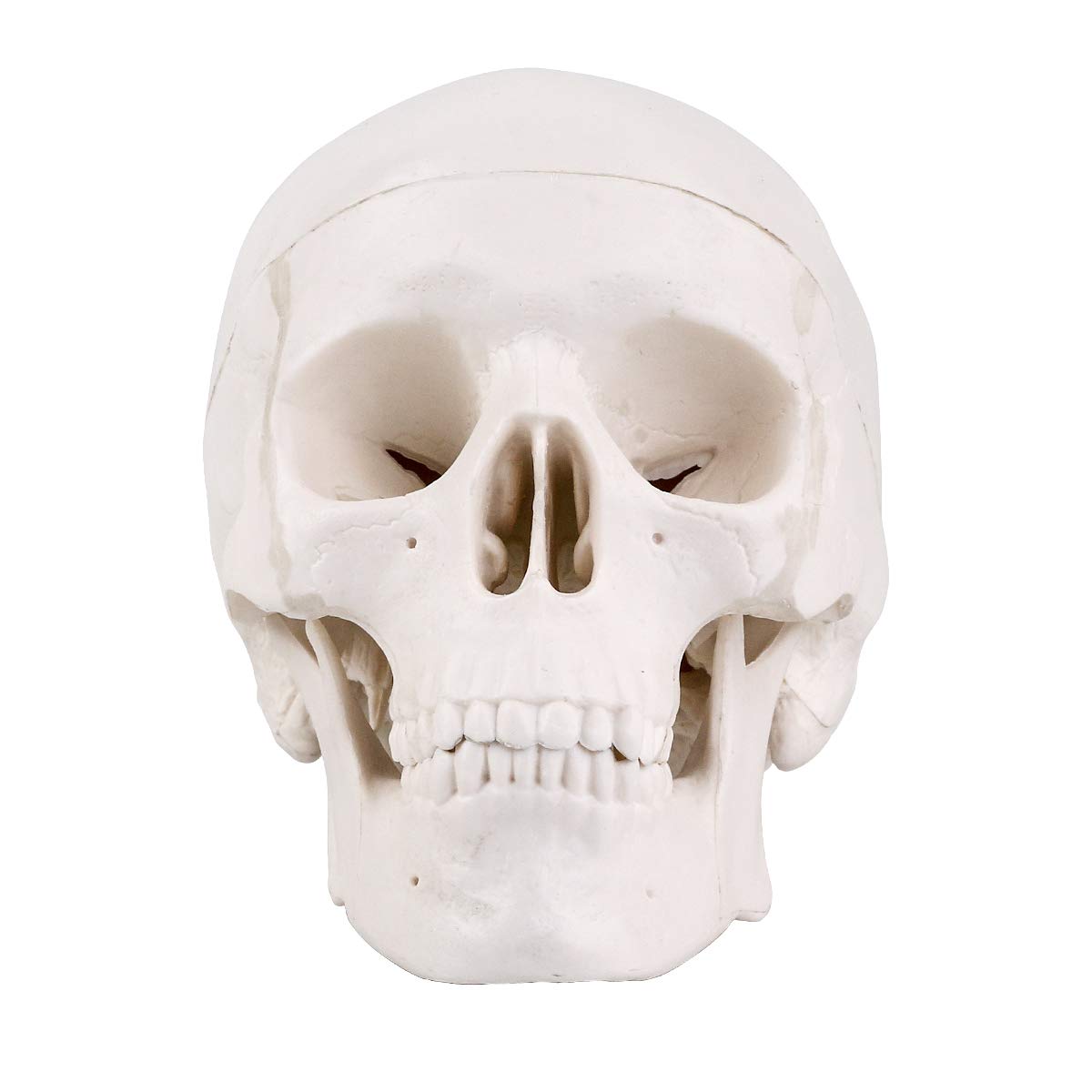 RONTEN Mini Skull Model, Small Size 3 Part Anatomical Skull Model with Removable Skull Cap and Moving Jaw, Full Set of Teeth, 3.8x3x3.8in