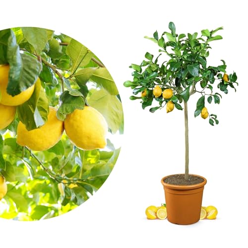 Meine Orangerie Zitronenbaum Grande - echter Citrusbaum - 100 bis 120 cm - veredelte Zitrone im 12 Liter Topf - Citrus Limon - Lemon Tree - Fruchtreife Zitronen Pflanze in Gärtnerqualität