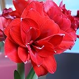 Amaryllis Double King® | 1 Stück | Zwiebelgröße 30/32 | Ritterstern | Rot | Zimmerpflanze | Schnittblume