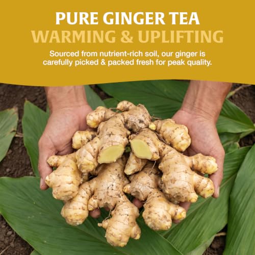Image of HANDPICK Organic Ginger Tea (40 Tea Bags) 100% Pure Ginger Root, Non GMO