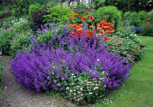 exoticsamen.com PREMIUM QUALITY SEEDS Blaue Katzenminze Nepeta mussinii 200 Samen