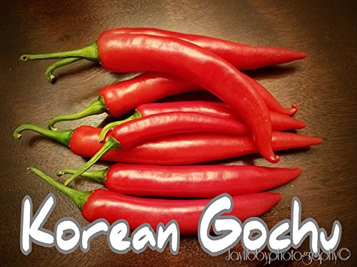 (25+) Korean Gochu Pepper Seeds