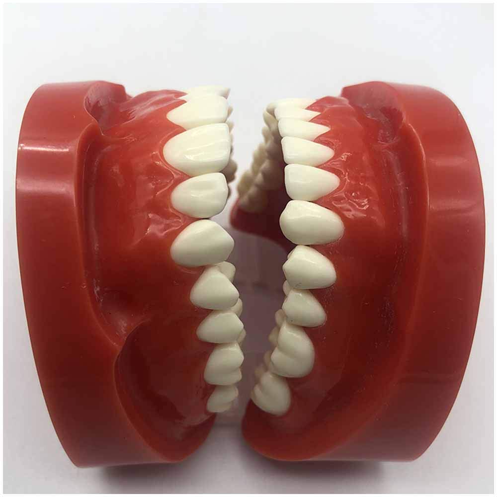 Dental Teeth Study Teaching Model - Standard Teeth Model - Zahnmodell für die Ausbildung - für das Studium Lehrpraxis Demonstration Zahnmodell,A