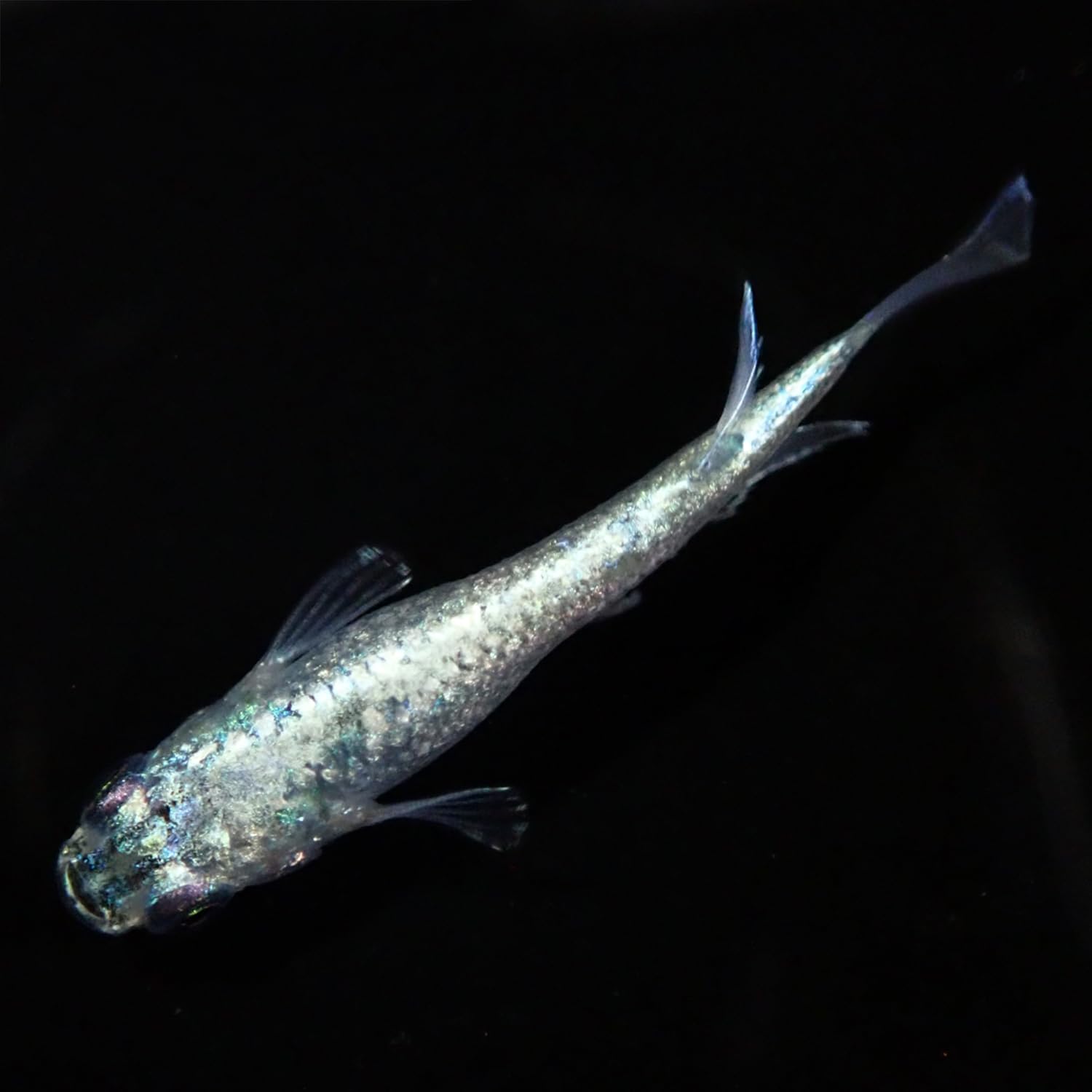 Amazon | 【桜めだか】 ネプチューン シルバータイプ 1ペア Mサイズ 1