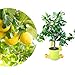 Meine Orangerie Zitronenbaum Piccolo - echte Zitruspflanze - Höhe inkl. Topf: 60 bis 80 cm - veredeltes Zitronenbäumchen - Citrus Limon - Lemon Tree - Fruchtreife Zitrone in Gärtnerqualität