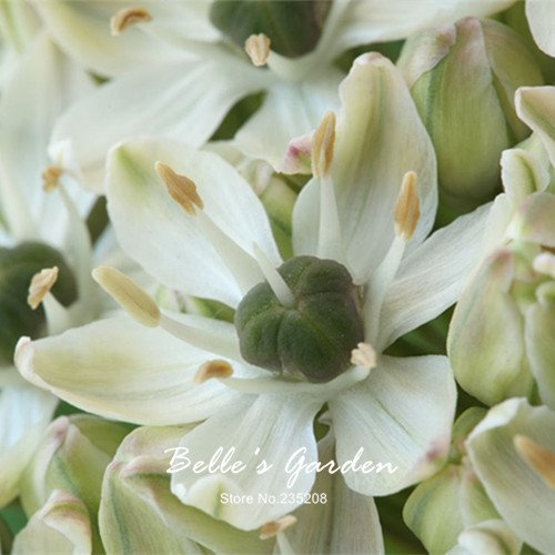 100pcs Schwarzer Knoblauch Samen Gesunde Kstliche stechend Spice  Gemsesamen Pure Natural Organic Vegetable Seeds Pflanze : Amazon.de: Garten