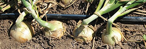 Suinga DRIP IRRIGATION TAPE 16 MM, 125 METERS. Drippers every 30 CM. Flat pipe with flow rate 1.16 liters per hour, black - Image 4