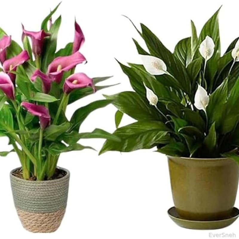 EverSneh Live Combo of 2 Peace lily Indoor Plants For Living Room Balcony Home And Office Decoration Set of 2 Decor Plant Combo Live Plant with Pots (Pack Of 2 Indoor Plants) (B0D5MW25VQ) Amazon Price History, Amazon Price Tracker