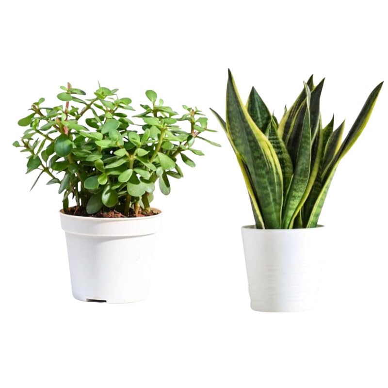 Indian Snake plant and jade/jet plant 2 live plant for home/office/indoor plant MATURED PLANT WITHOUT POT (B0D73P1Y3X) Amazon Price History, Amazon Price Tracker