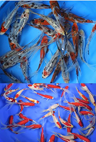 4-5 inch 6 pack mixed live sarasa, shubunkin, yellow comet goldfish