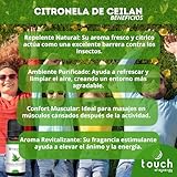 Zoom IMG-1 touch of synergy olio essenziale Zoom IMG-1 touch of synergy olio essenziale