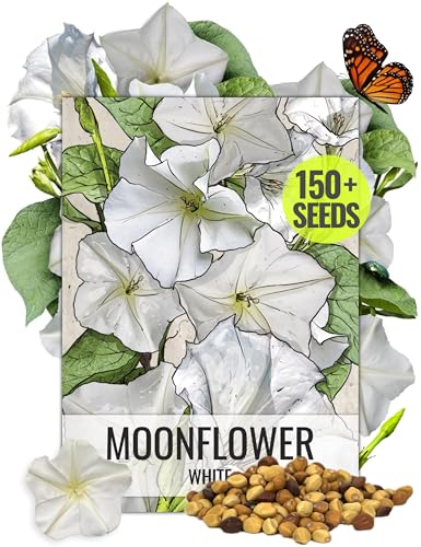 Seed Needs Moonflower Seeds for Planting Prolific Summer White Blooms | 1 Ounce Ipomoea Alba Vine Seeds Moonflowers Attract Pollinators with up to 6' Blooms | Bulk Vinning Plant Seeds
