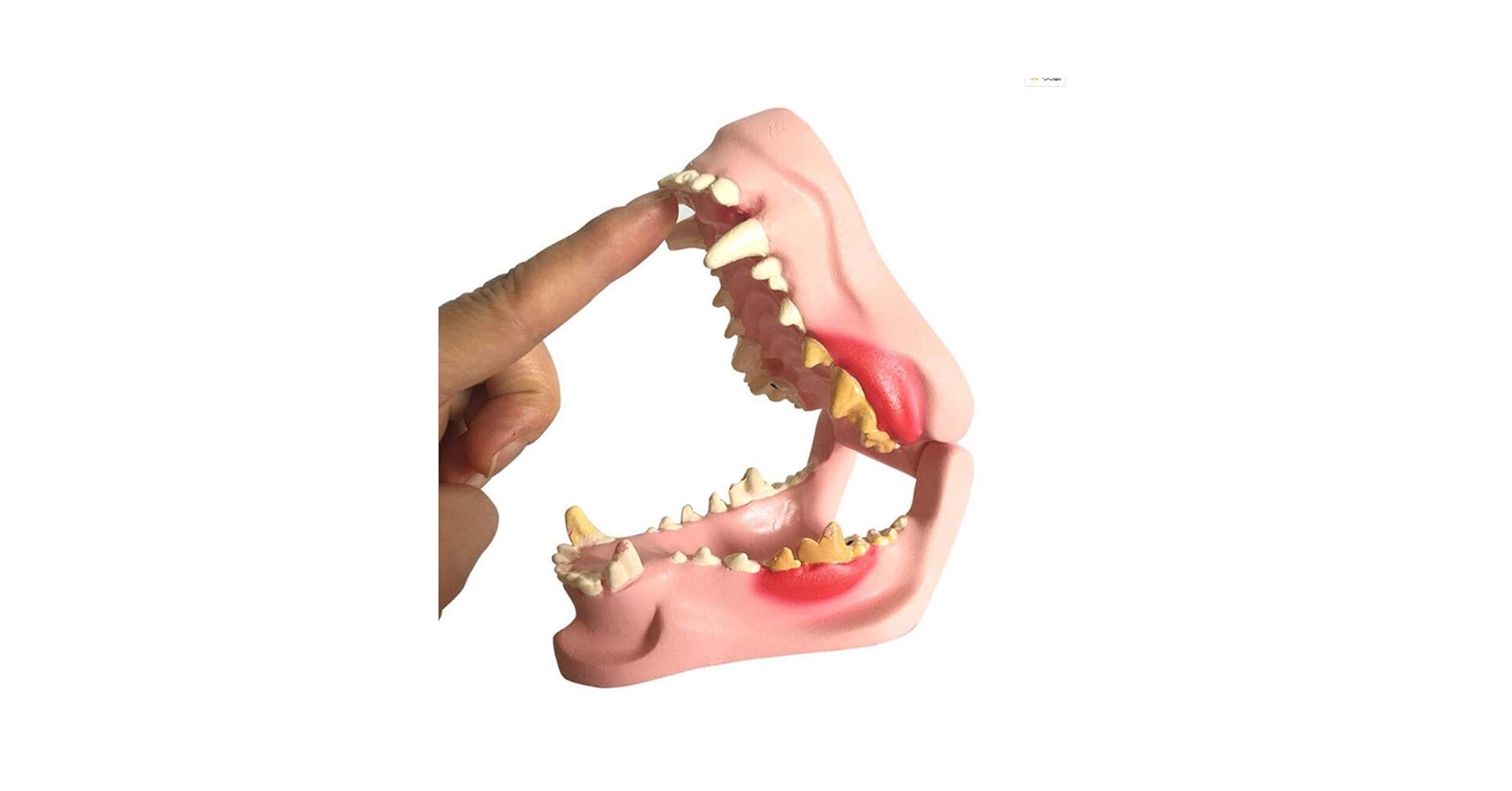 犬歯牙模型 Amazon.co.jp: 犬歯型 犬の歯の模型 透明犬歯顎歯モデル解剖学的