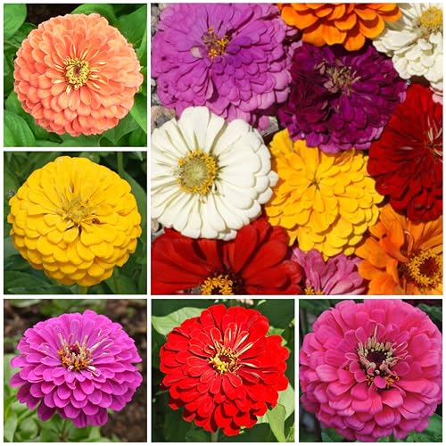 image for Seed Needs Zinnia Seeds California Giants Variety | 5,000+ Heirloom Se