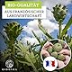 QIDOSHA® Bio Artischocken-Extrakt aus Frankreich, 240 Kapseln im Apothekerglas, 1800mg je Tagesportion, 600mg je Kapsel, mit 2,5% Cynarin, deutsche Fertigung, jede Charge laborgeprüft
