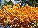 Yellow Flamboyan Royal Poinciana Delonix Regia 10 Seeds