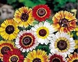 Apto para todo tipo de suelo Pintado -Tri-Color Mix-200 Semi- Bogo 50% de descuento en venta