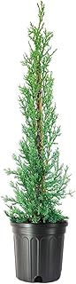 Italian Cypress Tree | 3 Large Gallon Size Trees | Cupressus Sempervirens | Formal Elegant Mediterranean Style Plants