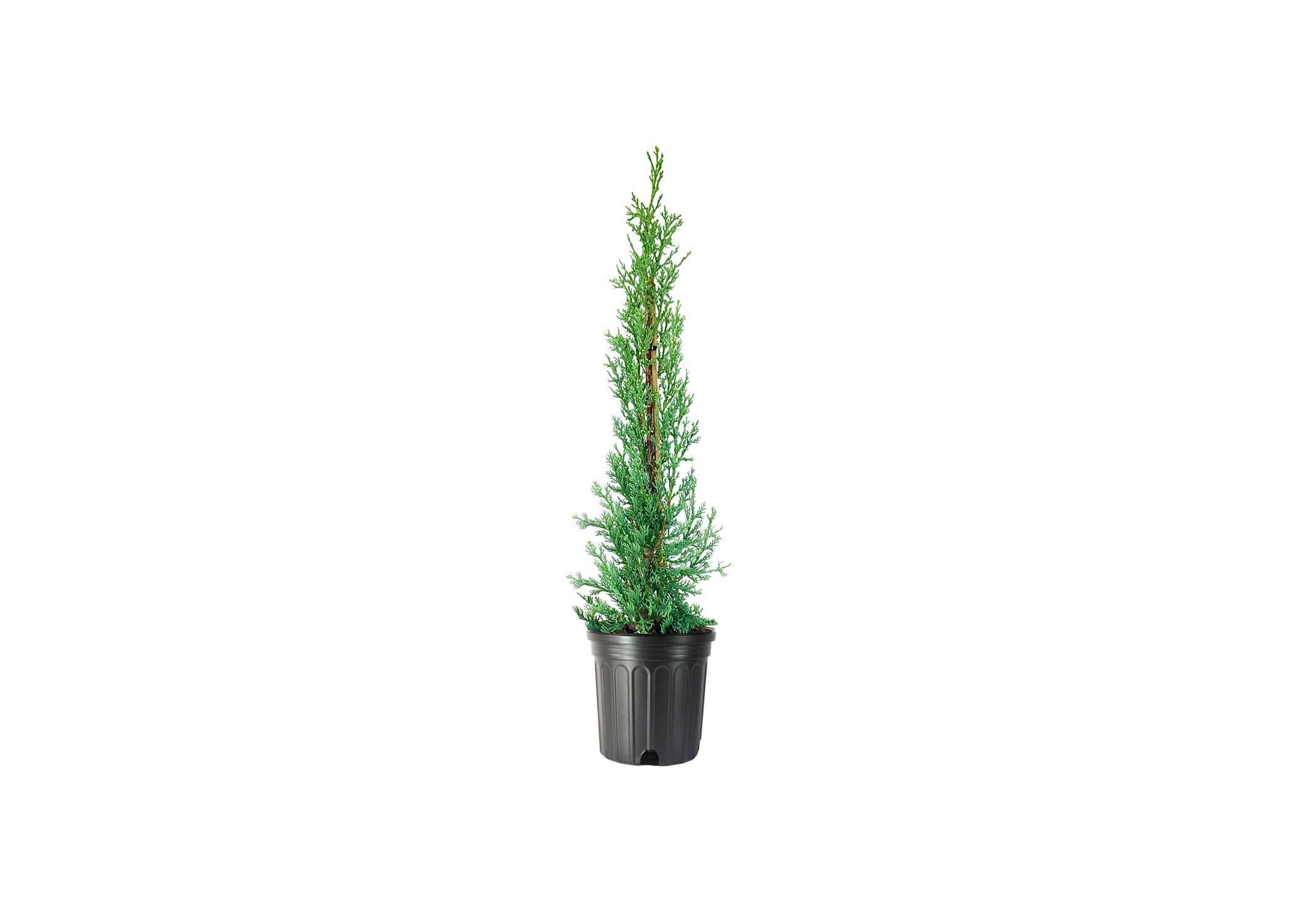 Italian Cypress Single