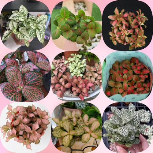 semillas de Fittonia - resistente al invierno de interior fáciles cuidar semillas invernaderos balcón interior purificadoras aire productos sostenibles 350pcs