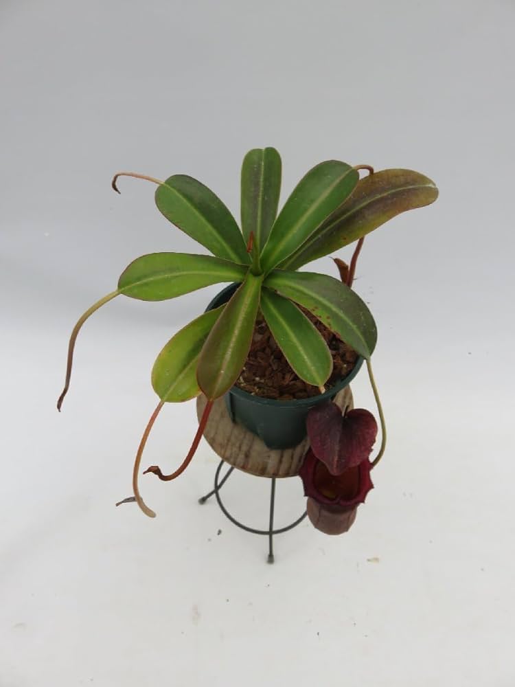 パルナシウス ステノゼムス・ナディアエ（インド産1メス） パルナシウス ステノゼムス・ナディアエ（インド産1メス）