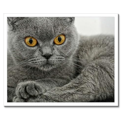 Chat britannique à poil court poster encadré déco pour habiller un mur vide