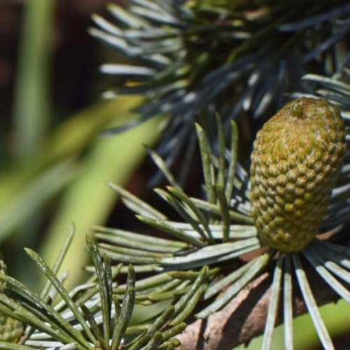 Aceite Esencial Premium Orgánico Black Spruce 5ml miniatura 2