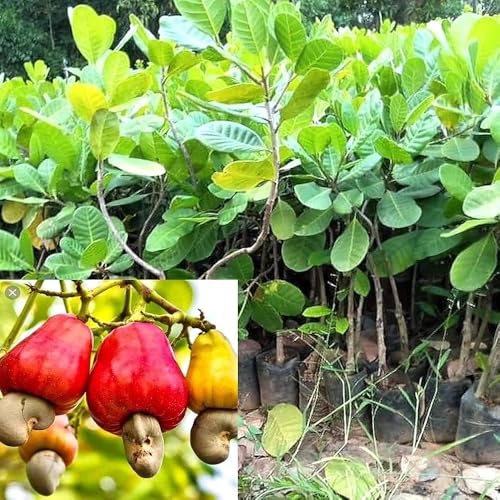 Image of All-Time 12 Months Hybrid GRAFTED Live Fruit Plant Original & Authentic Organic Tree for Outdoor Fast-Growing Fruit Plant Home Gardens Pack Of-1 (Kaju(Cashew) Dry Fruit Plant, Medium)