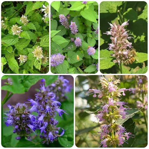semillas de ortiga perfumada, productos sostenibles Agastache foeniculum, semillas de balcón con jardín de jardín de exóticas 400pcs