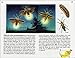 Golden Guide 160 Pages Paperback Insects Book (A Golden Guide from St. Martin's Press)